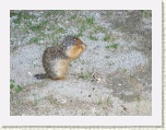 Squirrel & sunflower seeds * 2592 x 1944 * (2.12MB)